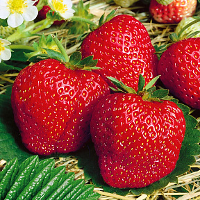 Земляника садовая Вима Занта