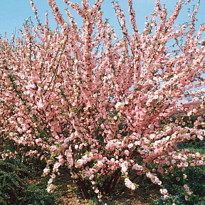 Миндаль трёхлопастной Луизеания