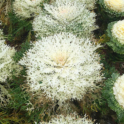 Капуста декоративная Павлин Белая