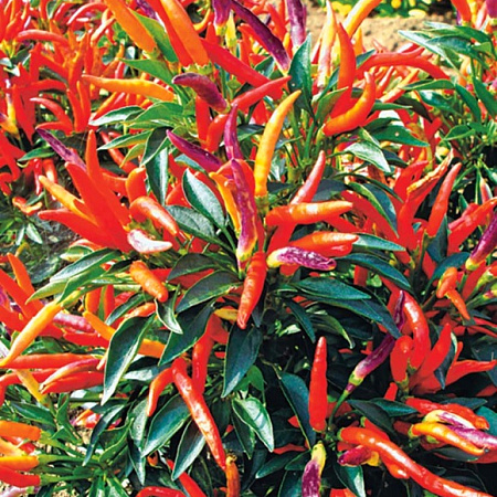 Фото Перец декоративный Гарда Фейерверк