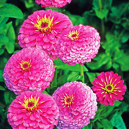 Фото Цинния Сияние