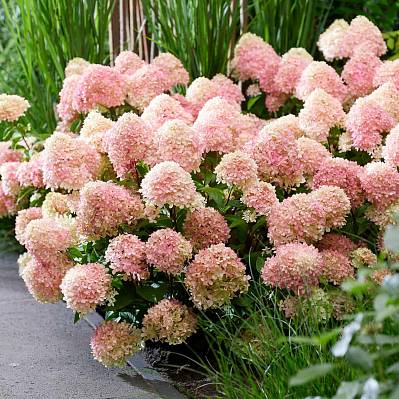 Фото Гортензия метельчатая Литтл Лав