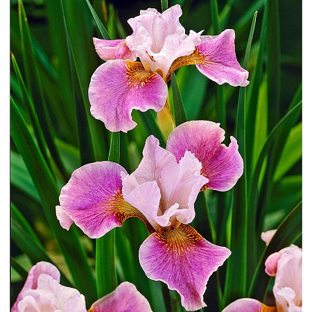 Фото Ирис сибирский Танцуй, балерина, танцуй!