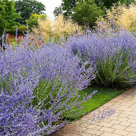 Фото Перовския Голубой Шпиль