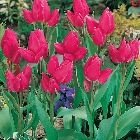 Фото Тюльпан Счастливая семья