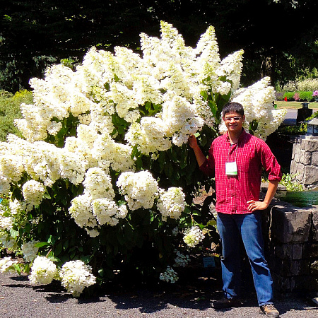 Фото Гортензия метельчатая Уникальная