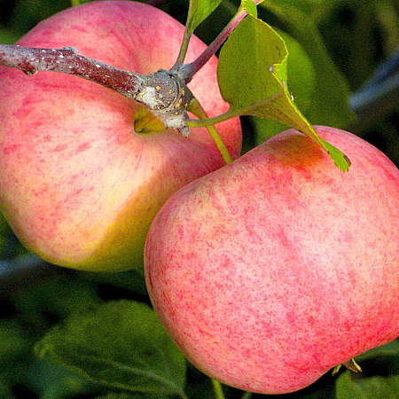 Фото Яблоня Соковое-3