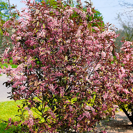 Фото Сакура Колората