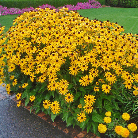 Фото Рудбекия шерстистая