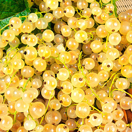 Фото Смородина Алмазная