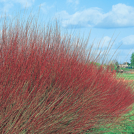 Фото Ива пурпурная Нана