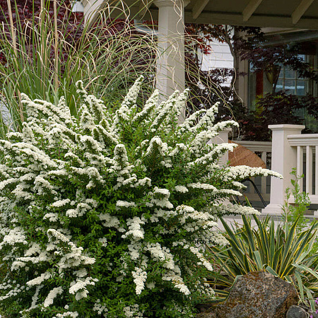 Фото Спирея ниппонская Сномаунд