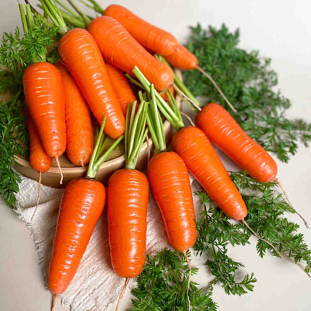 Фото Морковь Белочка F1