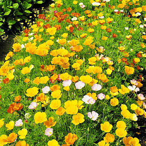 Эшшольция Калифорнийская Яркий набор