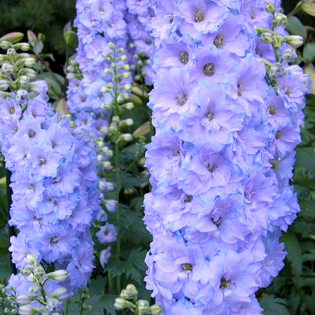 Фото Дельфиниум Дельфис Монинг Лайт