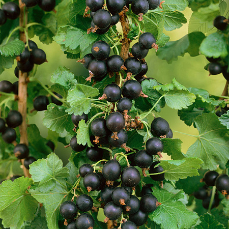 Фото Смородина Бен Хоуп