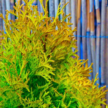 Фото Туя западная Янтарь