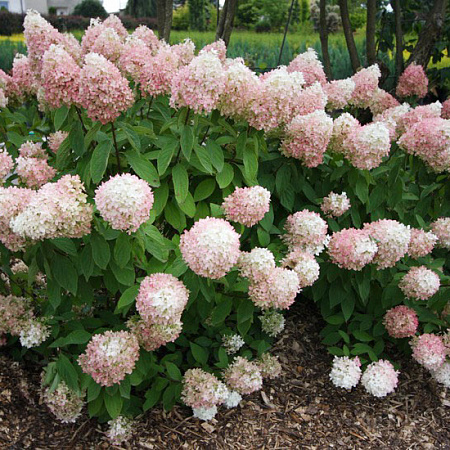 Фото Гортензия метельчатая Мэджикал Сладкое лето
