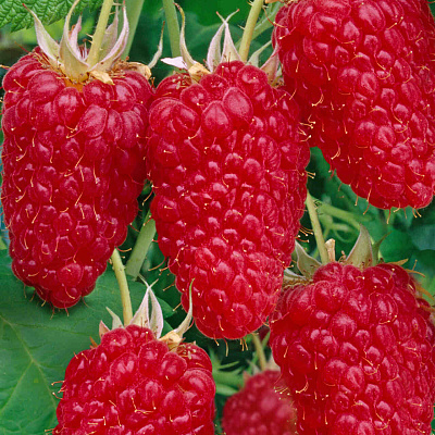 Малина ремонтантная Сластиха