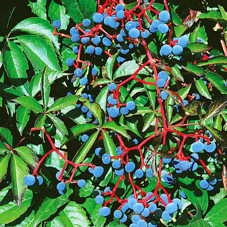 Фото Виноград Девичий