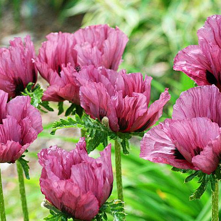 Фото Мак Сливовый пирог