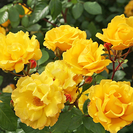 Фото Роза флорибунда Штутгардия