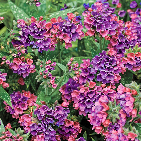 Фото Медуница Расберри Сплэш