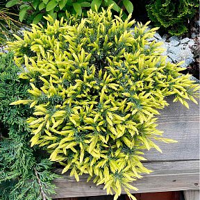 Можжевельник прибрежный Санфлауэр