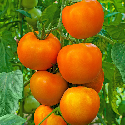 Помидор Тёщин секрет F1