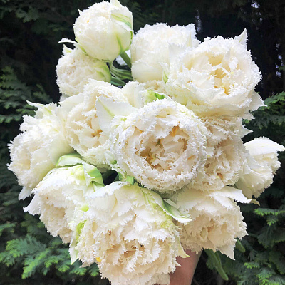 Тюльпан Сноу кристал