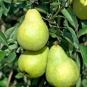 Груша Ноябрьская