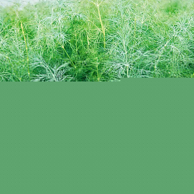 Укроп Голдкрон F1