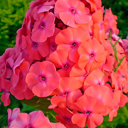 Фото Флокс метельчатый Адесса Ориндж