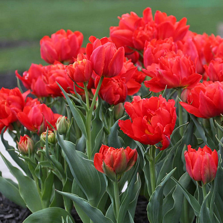 Фото Тюльпан махровый ранний Абба