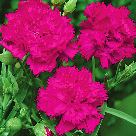 Фото Гвоздика садовая Шабо Фуксия