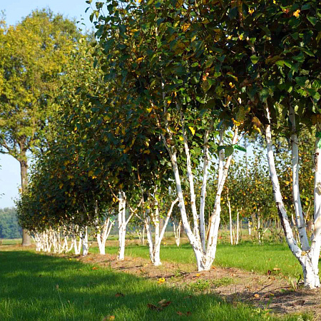 Фото Берёза полезная Дооренбоз