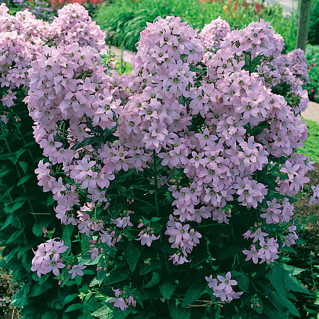 Фото Колокольчик молочноцветковый Лоддон Анна