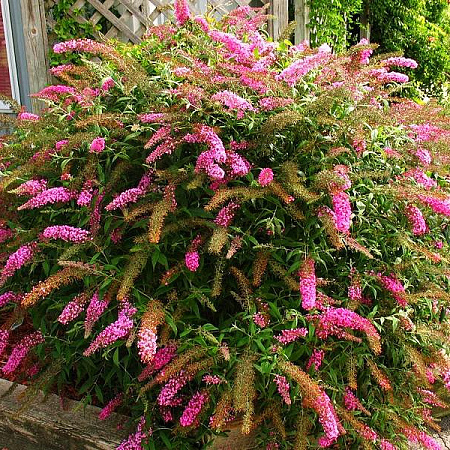 Фото Буддлея Розовый восторг