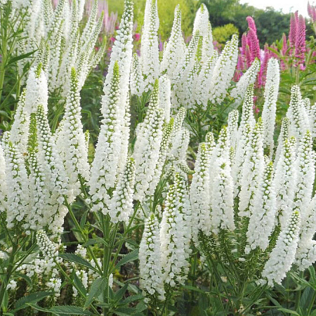 Фото Вероника Ферст Леди