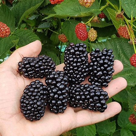 Фото Ежевика Марина