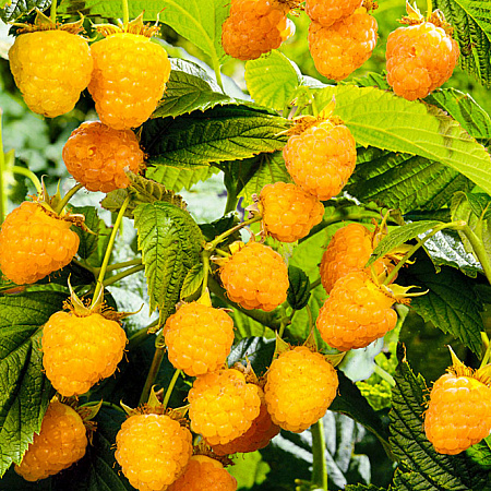 Фото Малина Беглянка