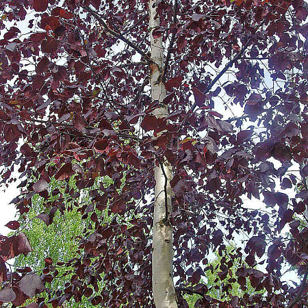 Фото Берёза Роял фрост