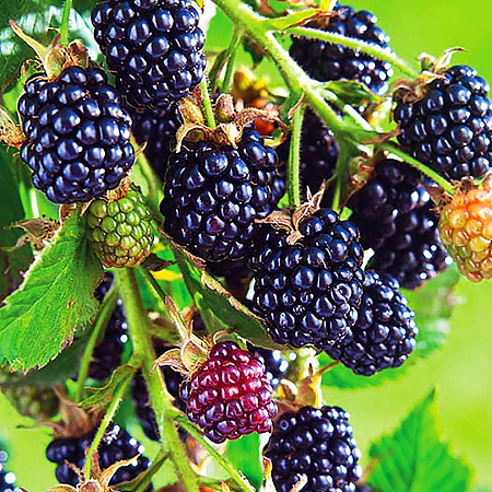 Фото Ежевика Арапахо