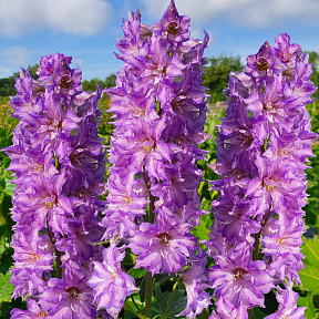 Дельфиниум Дельджиниус Бризин