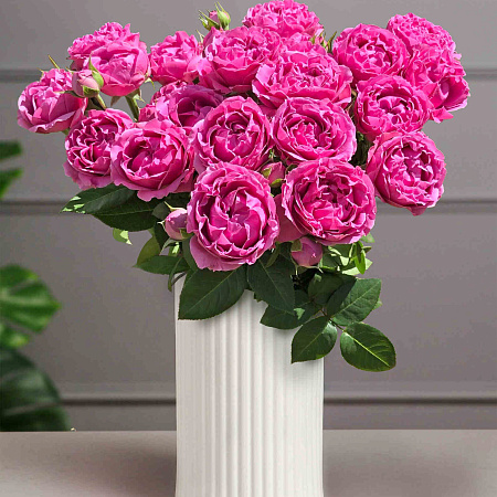 Фото Роза пионовидная Мисти Баблз