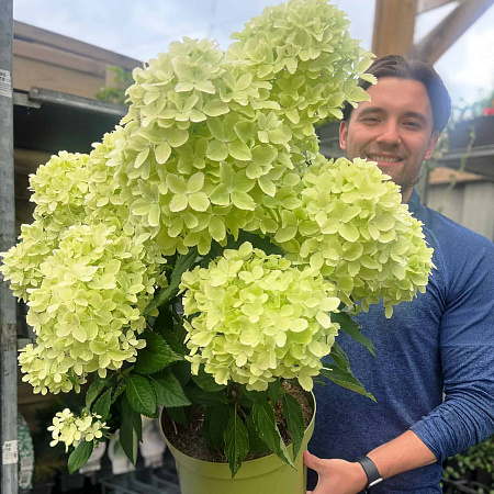 Фото Гортензия метельчатая Вайтлайт