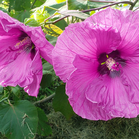 Фото Гибискус Плам крэйзи