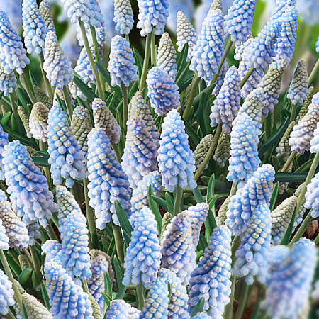 Фото Мускари Мята