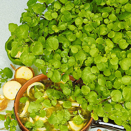 Фото Кресс водяной, жеруха лекарственная