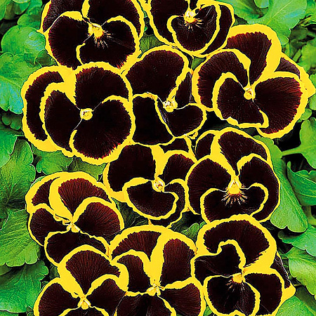 Фото Виола Брюниг